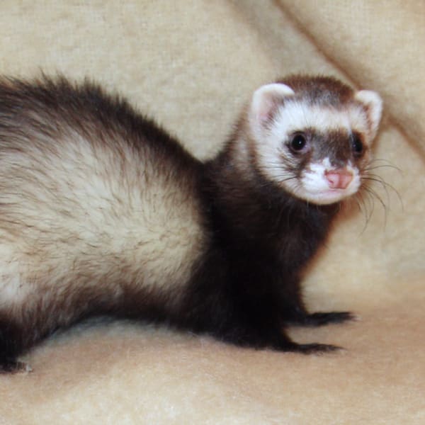 Evcil gelincik (Mustela putorius furo)