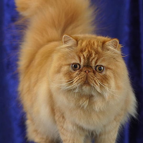 Persian (İran Kedisi)
