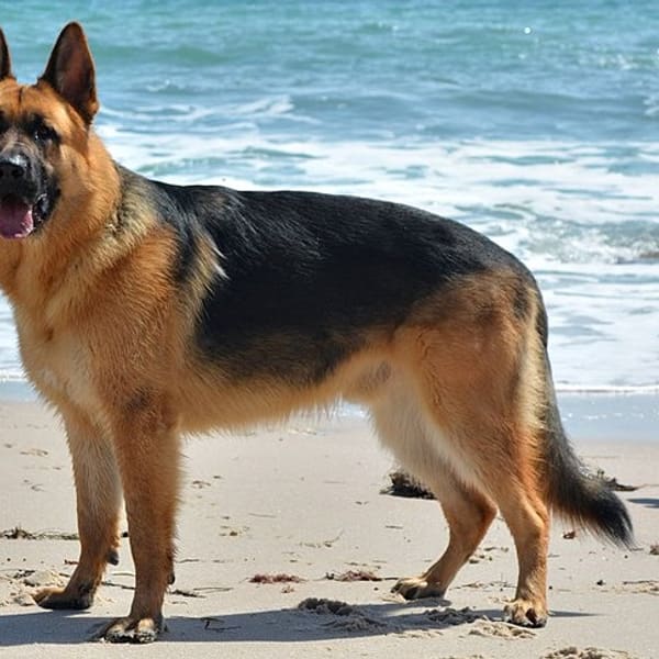 Alman Çoban Köpeği