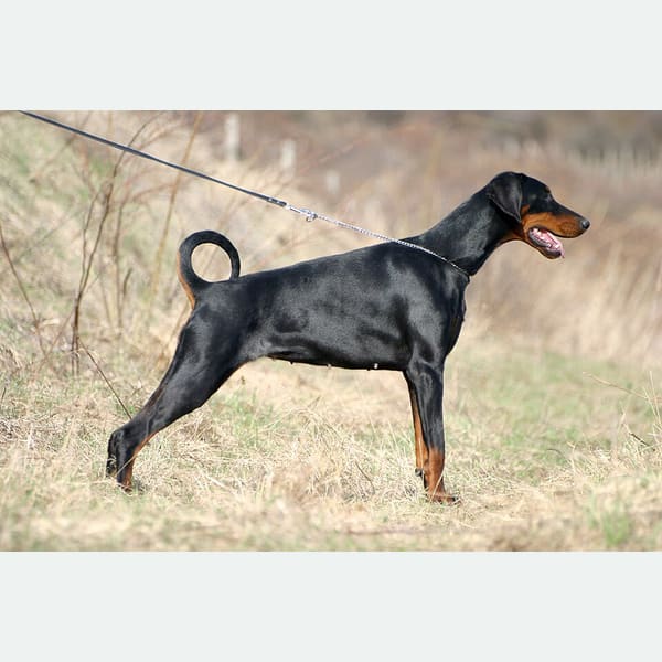 Dobermann