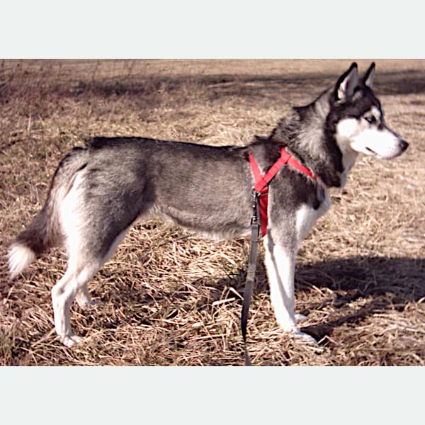 Sibirya Husky