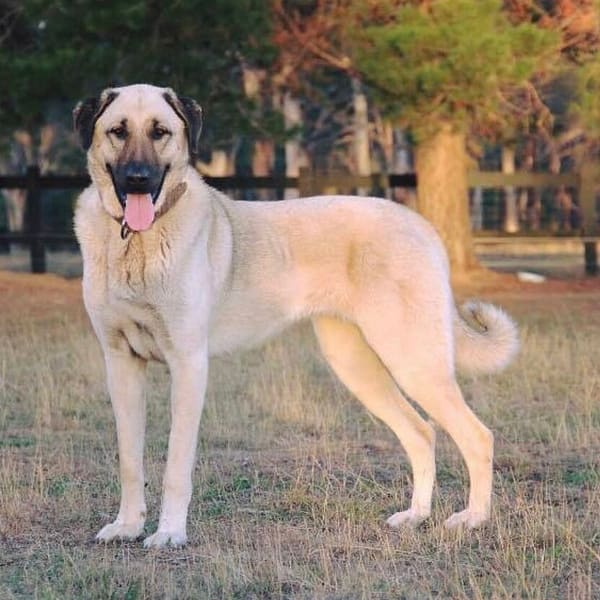 Kangal (Anadolu Çoban Köpeği)