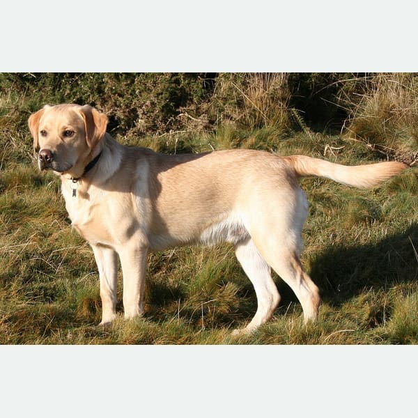 Labrador Retriever