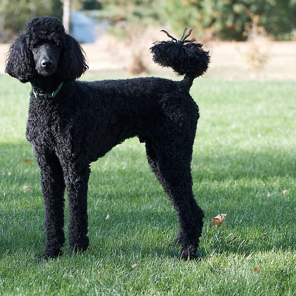 Poodle (Toy/Mini/Standart)