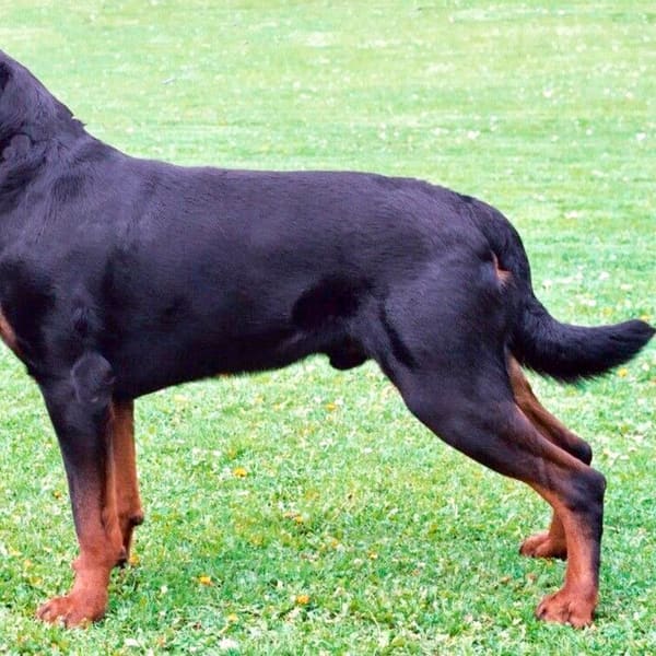 Rottweiler