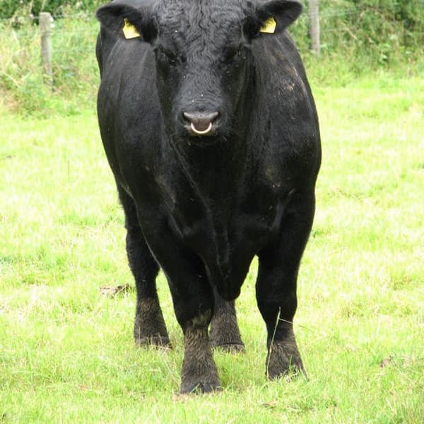Angus (Aberdeen Angus)