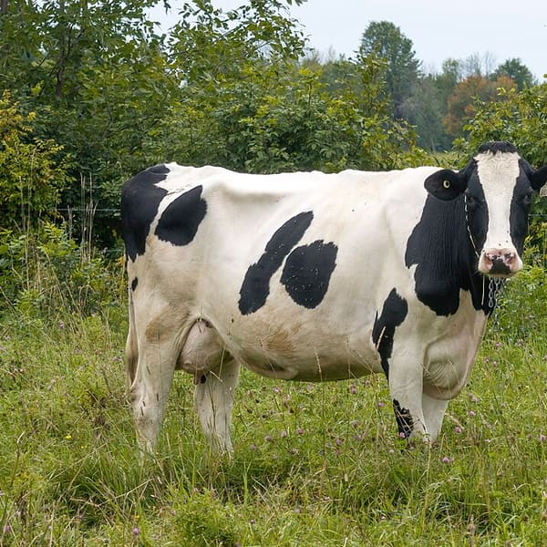 Holstein (Siyah Alaca)