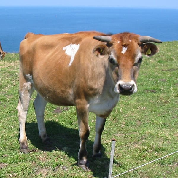 Jersey