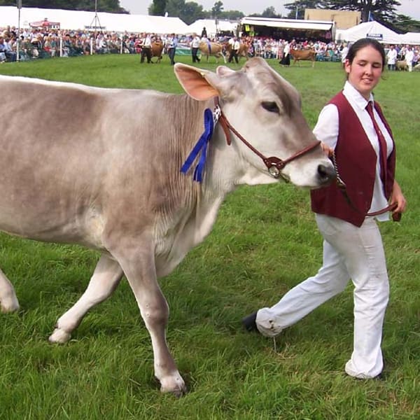 Montofon (Esmer / Brown Swiss)